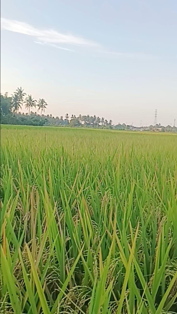 sawah